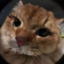 orgasmdonor